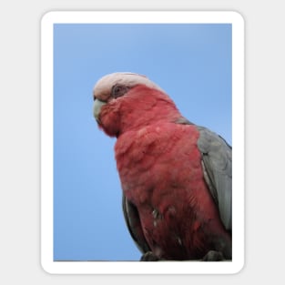 Galah Sticker